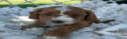 Cavapoo dogs for sale: Casper - Ad 7
