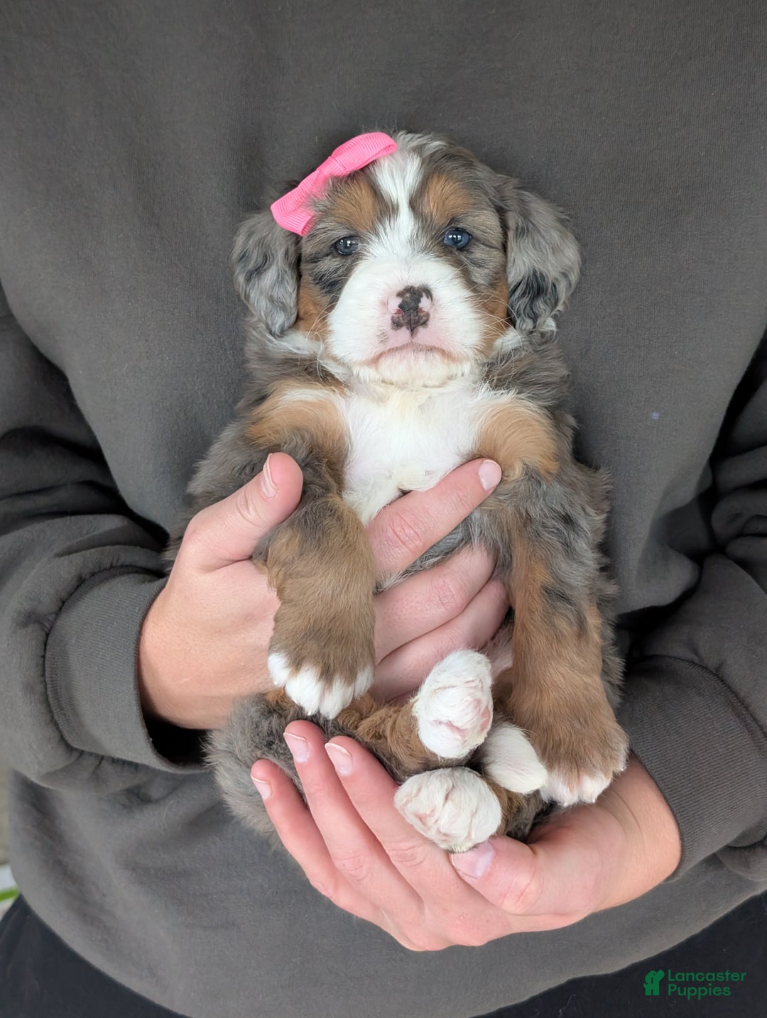 Mini Bernedoodle dogs for sale: Mini Indy  - Ad 26