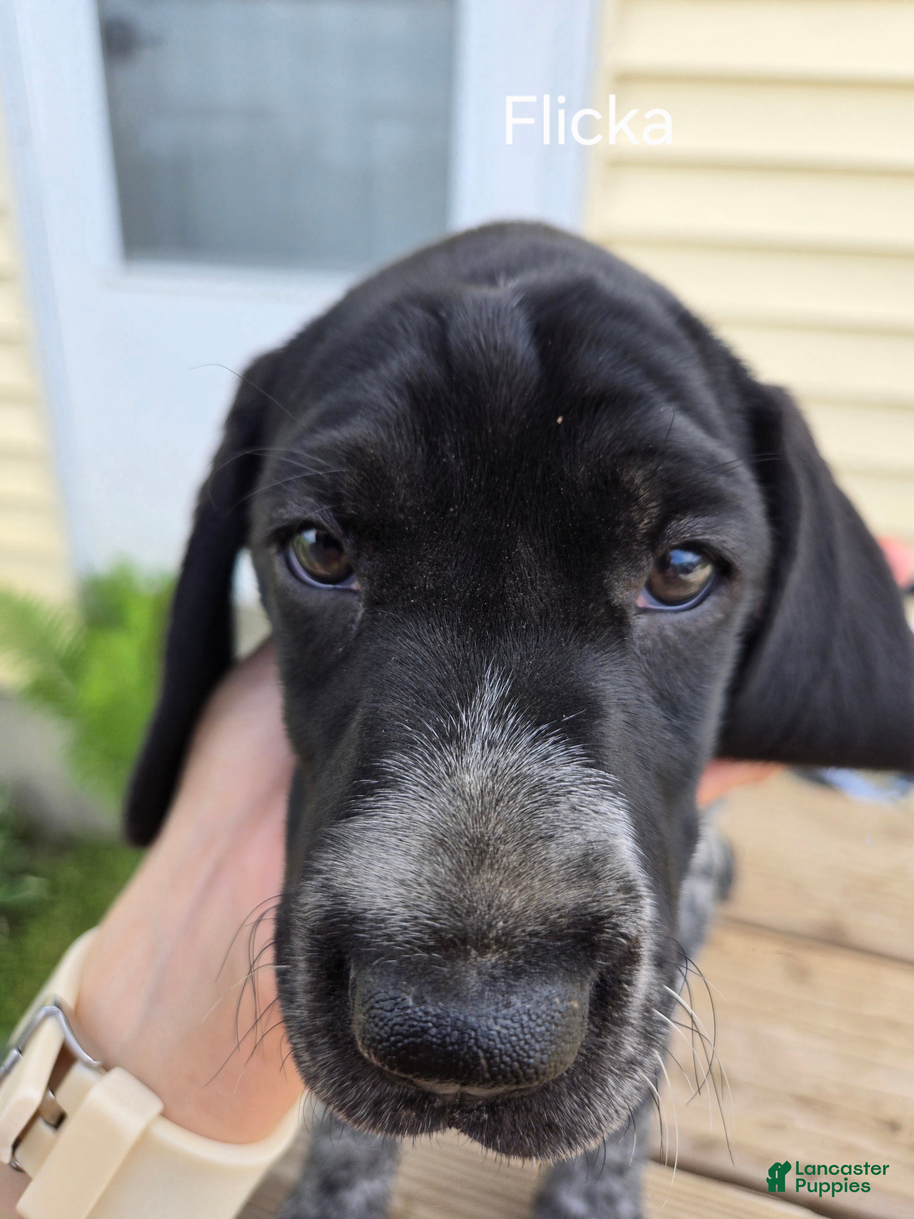 German Shorthaired Pointer dogs Flicka  - Ad 2