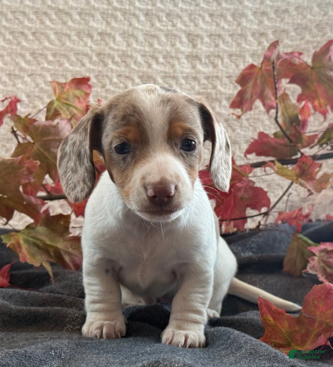 Miniature Dachshund dogs for sale: Freckles  - Ad 2