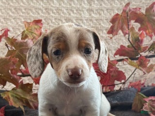 Miniature Dachshund dogs - Ad 11