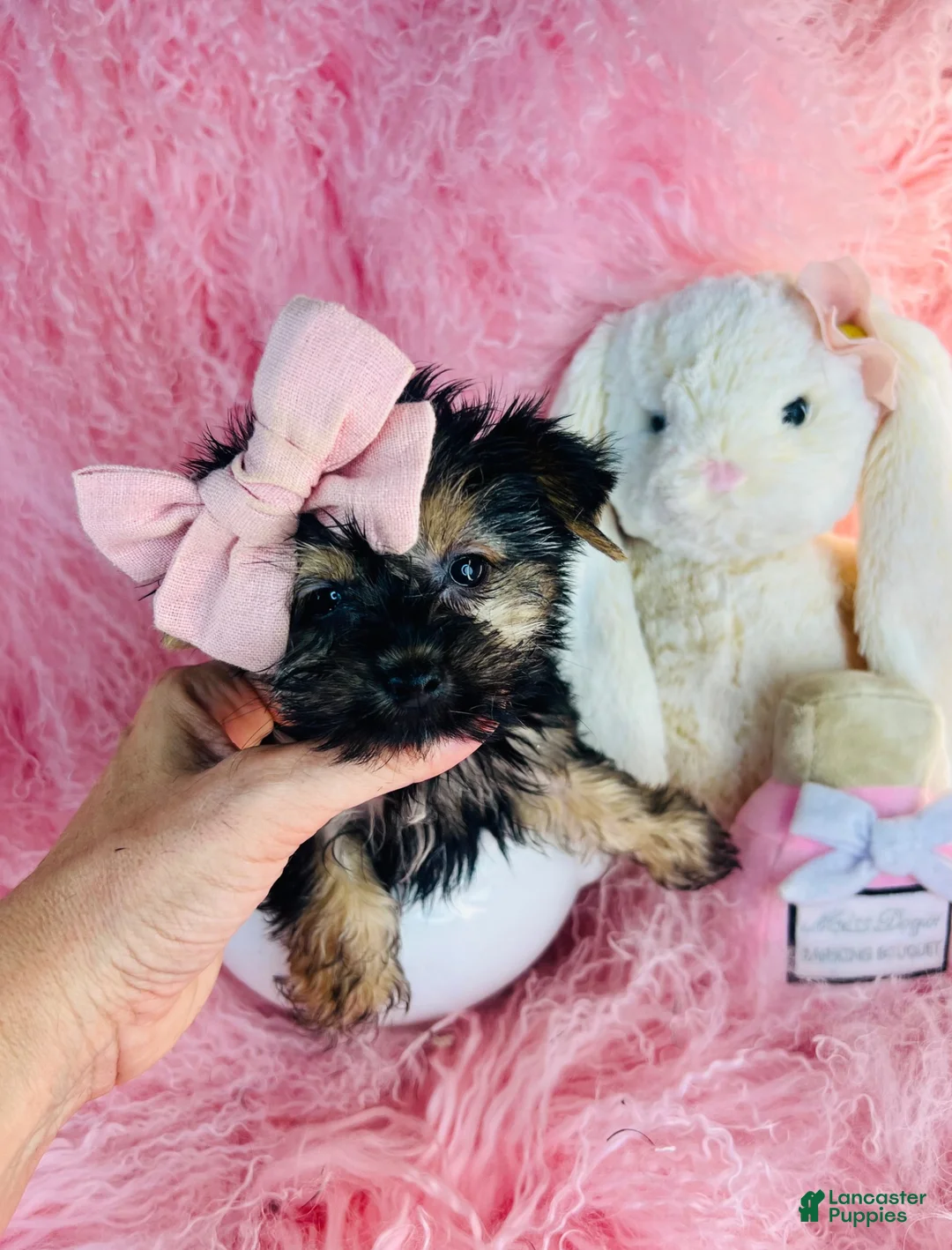Yorkshire Terrier dogs for sale: Yorkshire Terrier 1 - Ad 2