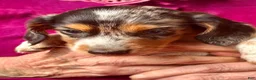 Miniature Dachshund dogs for sale:  LIL' PEPPERJACK - Ad 5