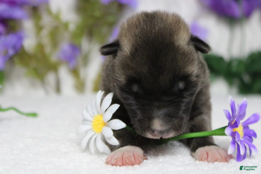 Akita dogs for sale: Macintosh - Ad 2