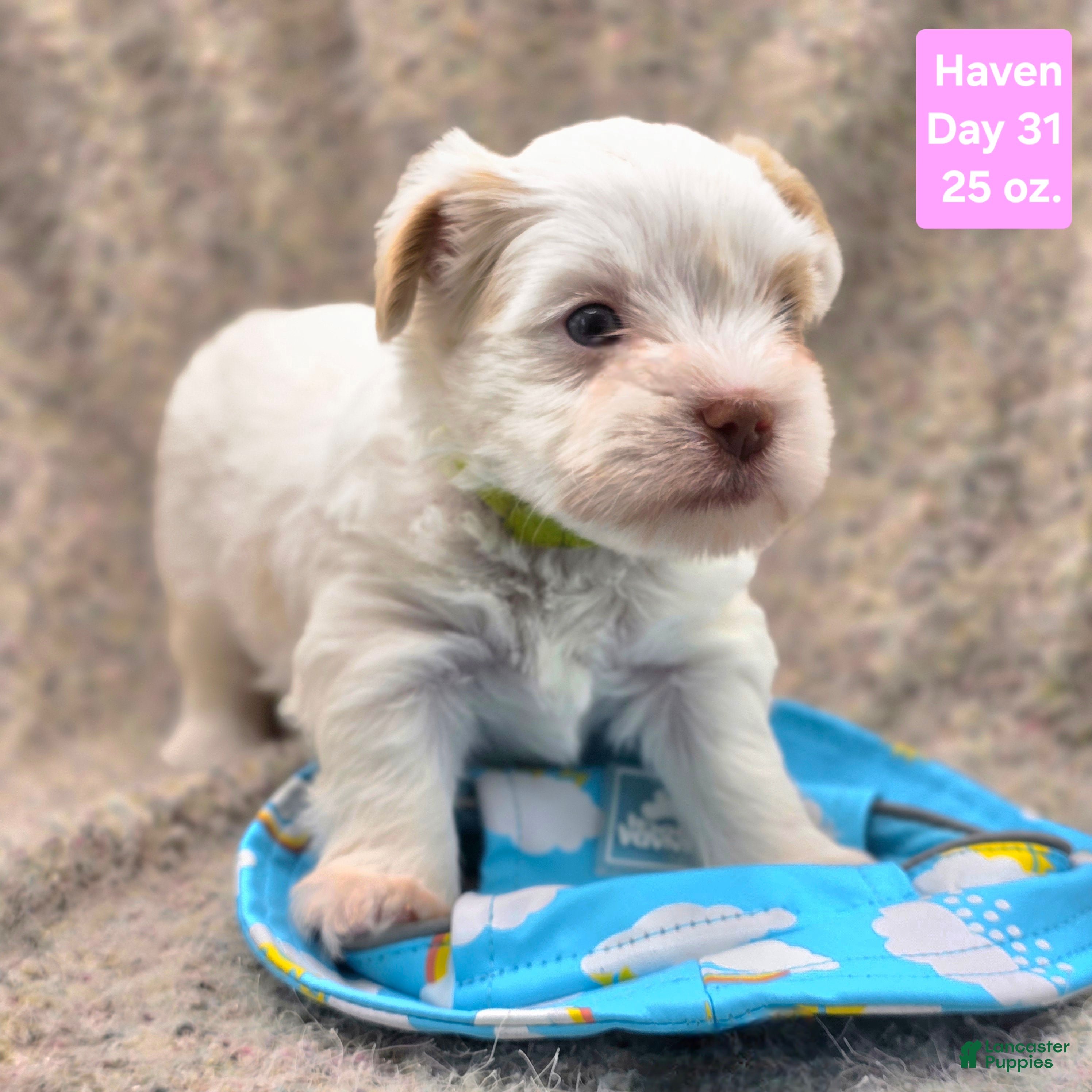 Yorkshire Terrier dogs Haven - Ad 39