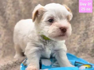 Yorkshire Terrier dogs Haven - Ad 39