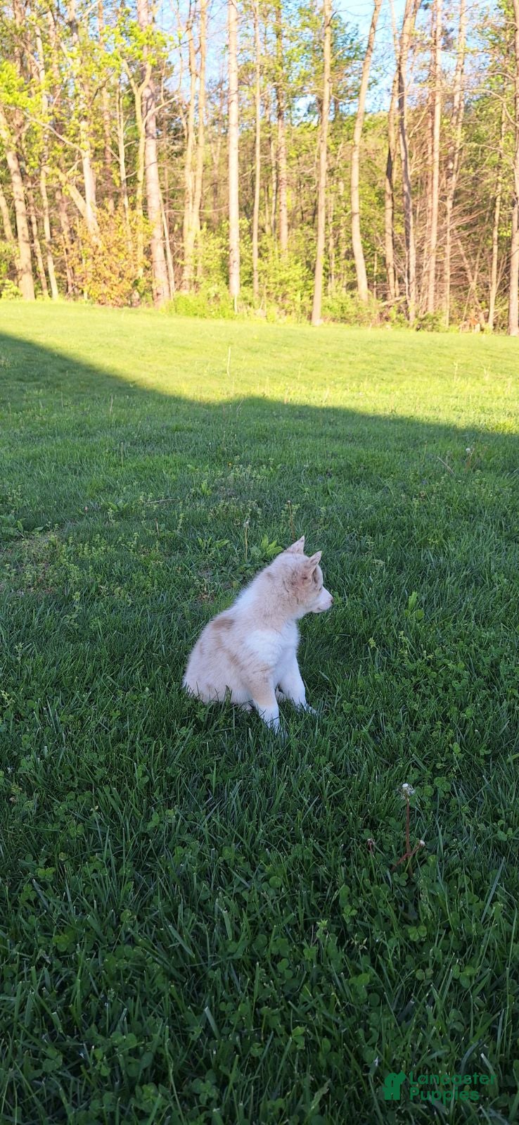 Gerberian Shepsky dogs for sale: Timber - Ad 5