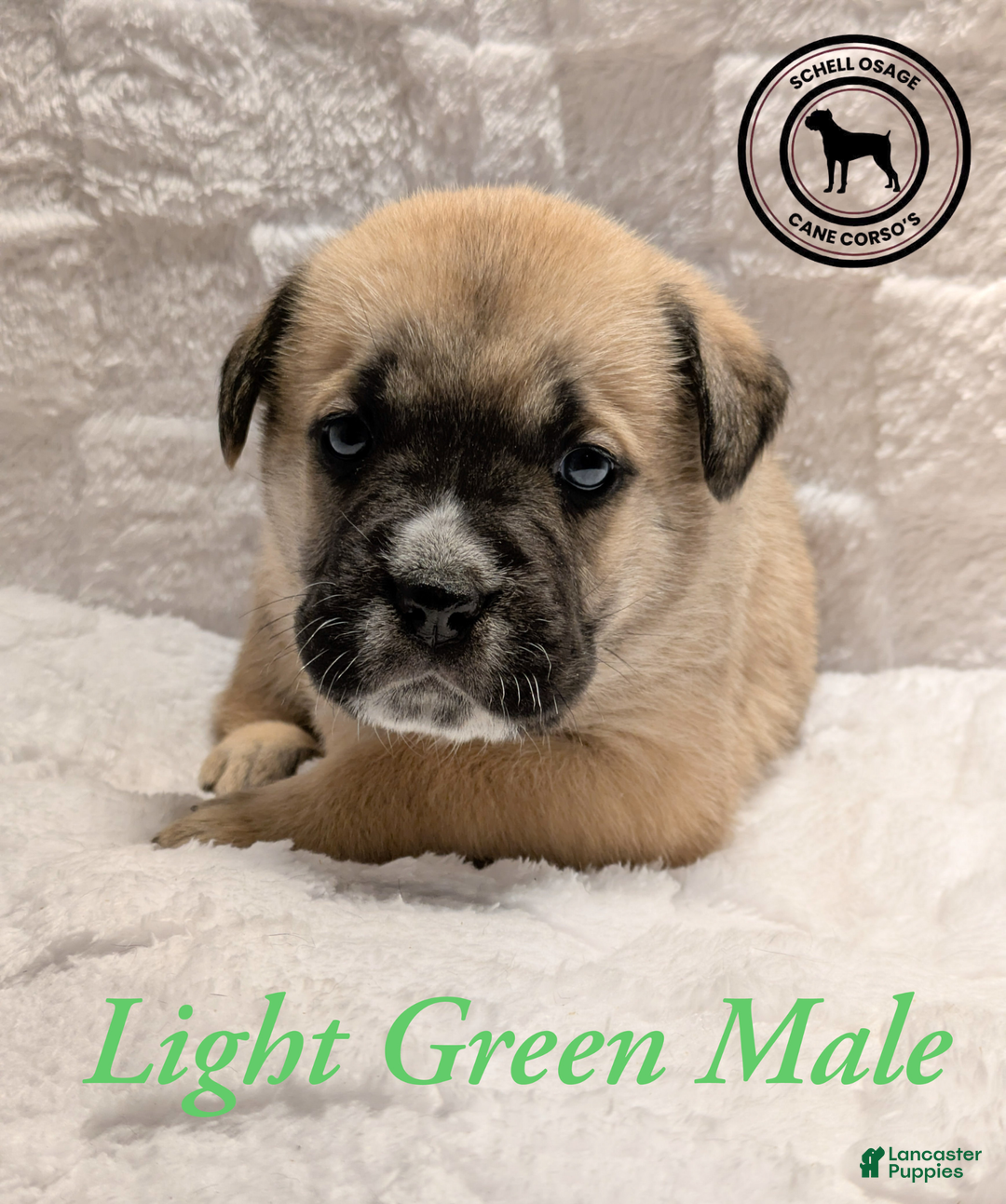 Cane Corso dogs for sale: Light Green - Ad 1