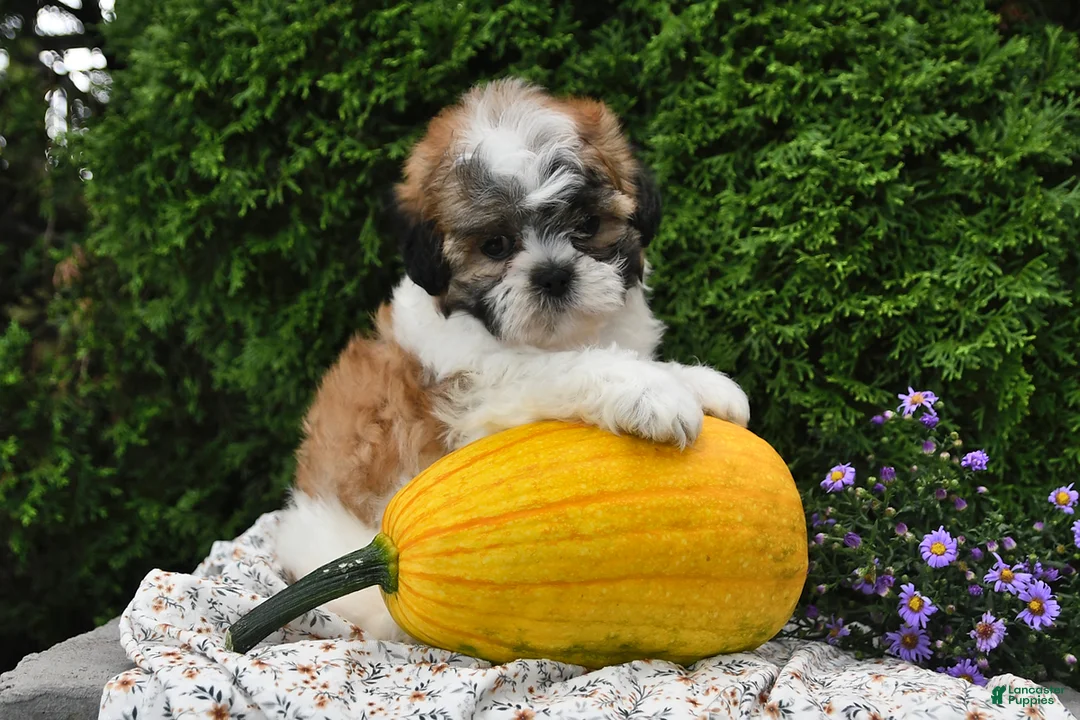 Teddy Bear dogs for sale: Tiger - Ad 1
