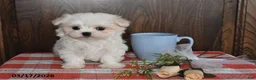 Maltese dogs for sale: Owen - Ad 3