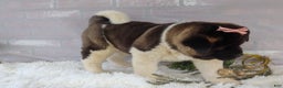 Akita dogs for sale: Rosa - Ad 26