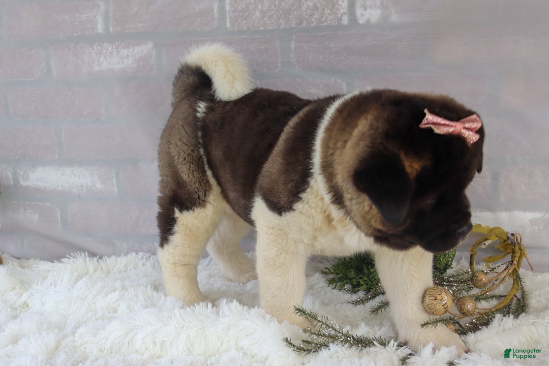 Akita dogs for sale: Rosa - Ad 26