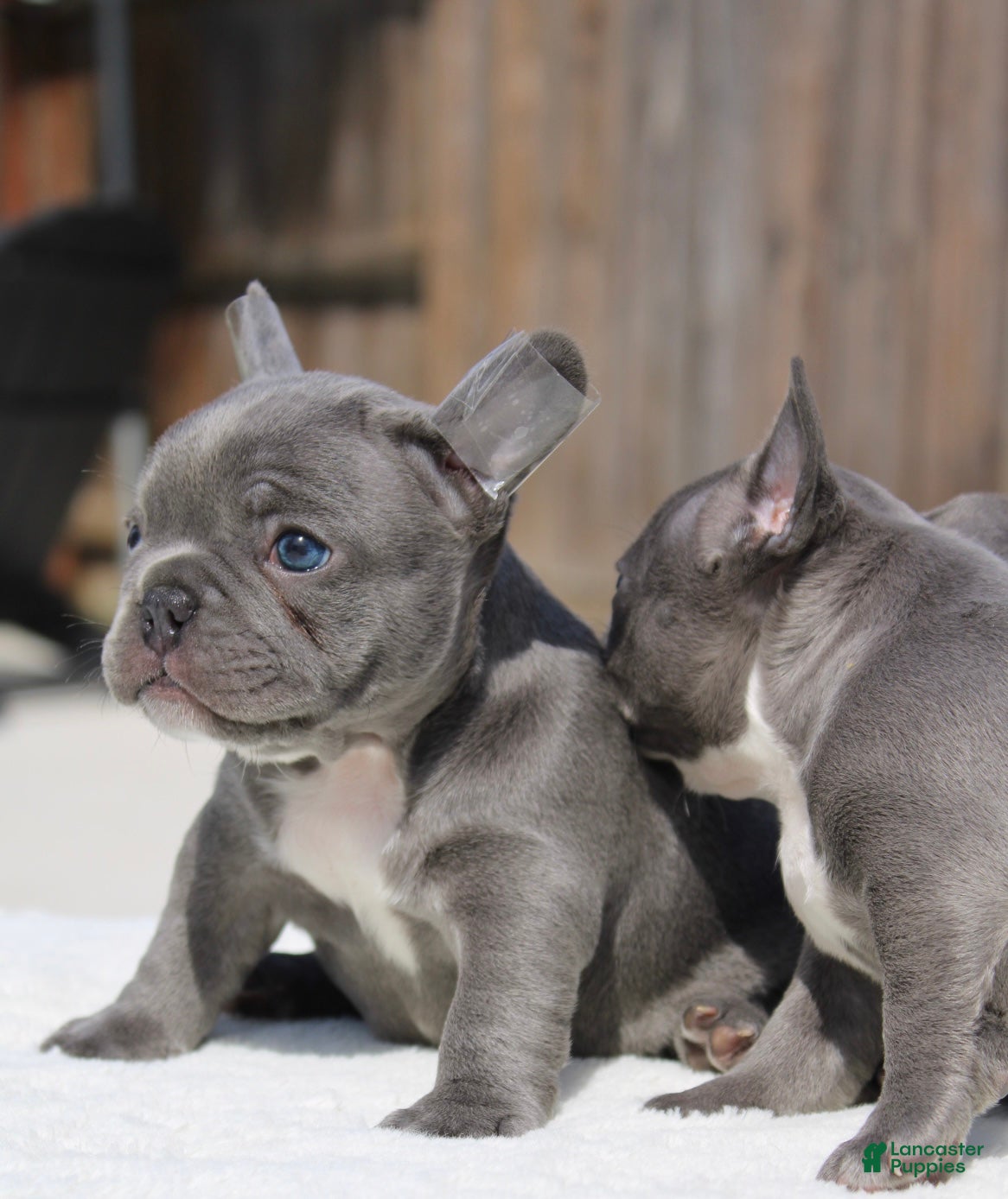 French Bulldog dogs French Bulldog Puppy 3 - Ad 6