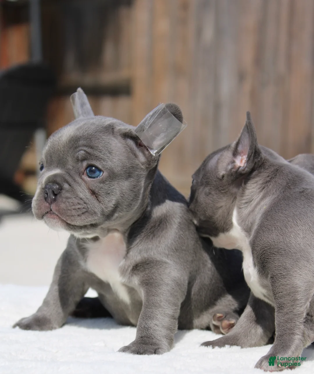 French Bulldog dogs for sale: French Bulldog Puppy 3 - Ad 1