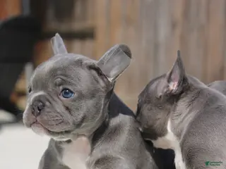 French Bulldog dogs French Bulldog Puppy 3 - Ad 6