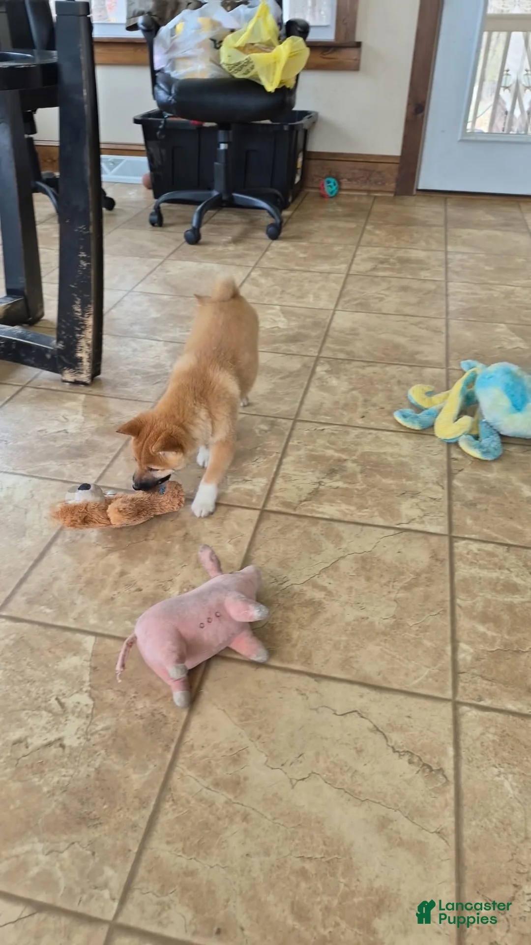 Shiba Inu dogs for sale: Fox - Ad 2