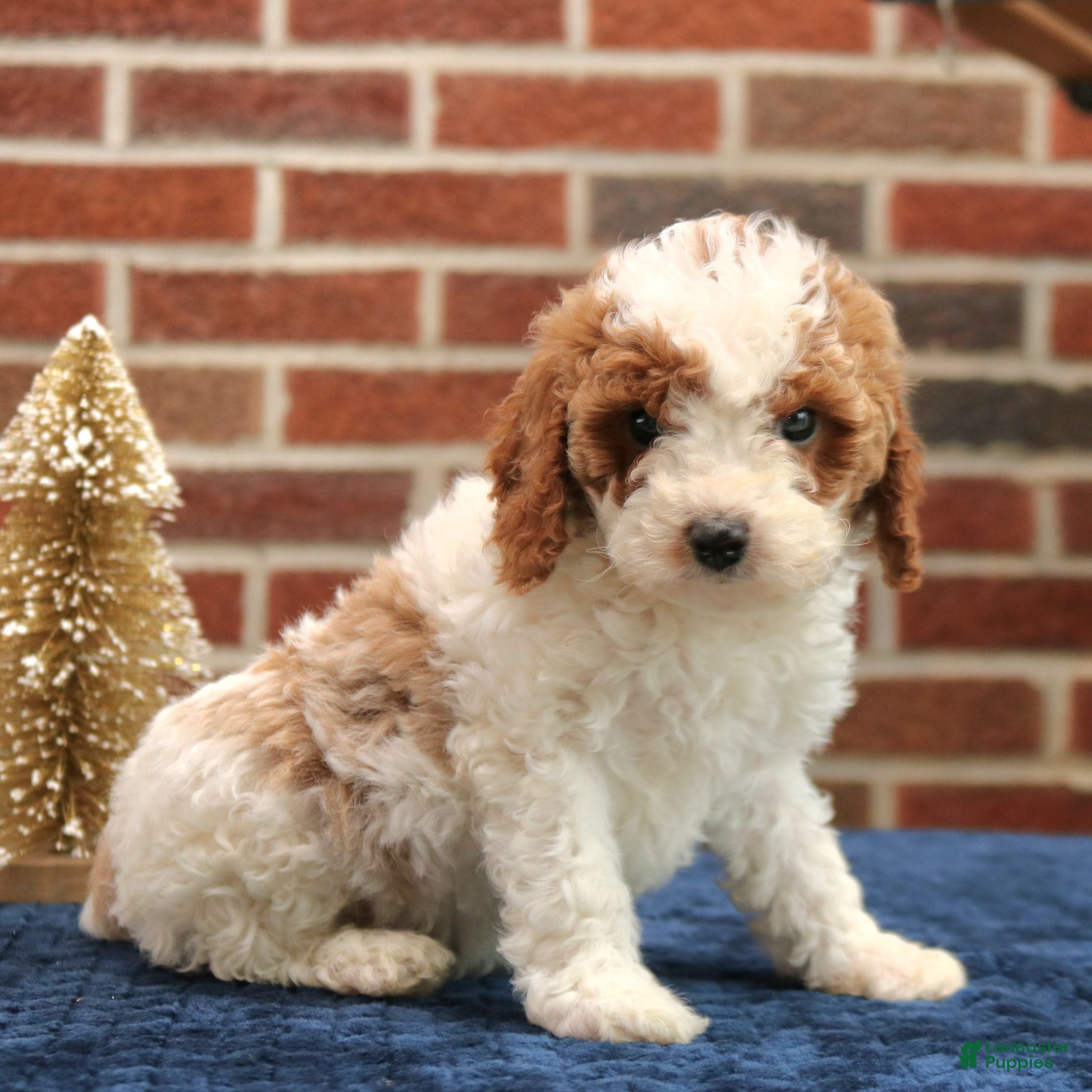 Cavapoo dogs Baxter  - Ad 40
