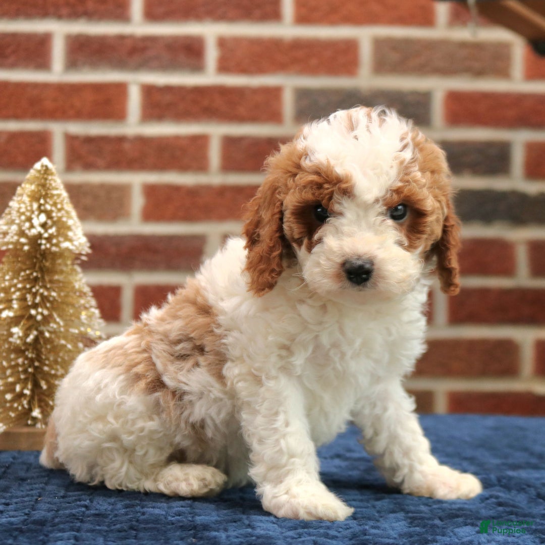 Cavapoo dogs for sale: Baxter  - Ad 1