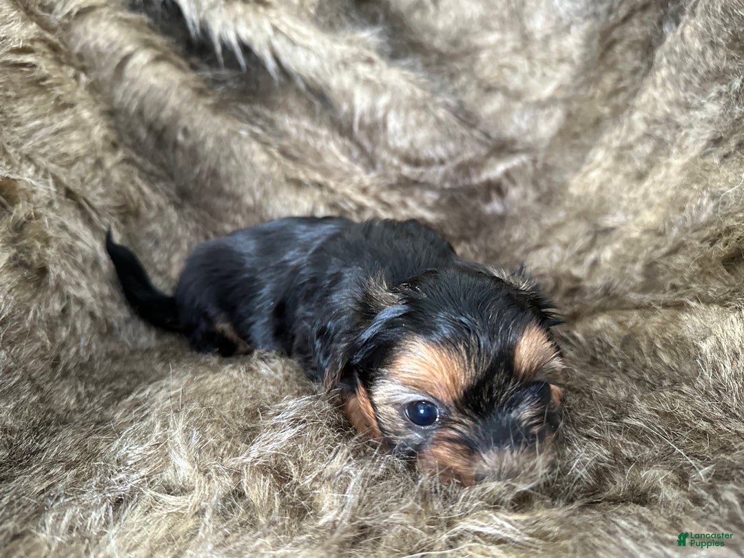 Shorkie dogs for sale: Camryn - Ad 10