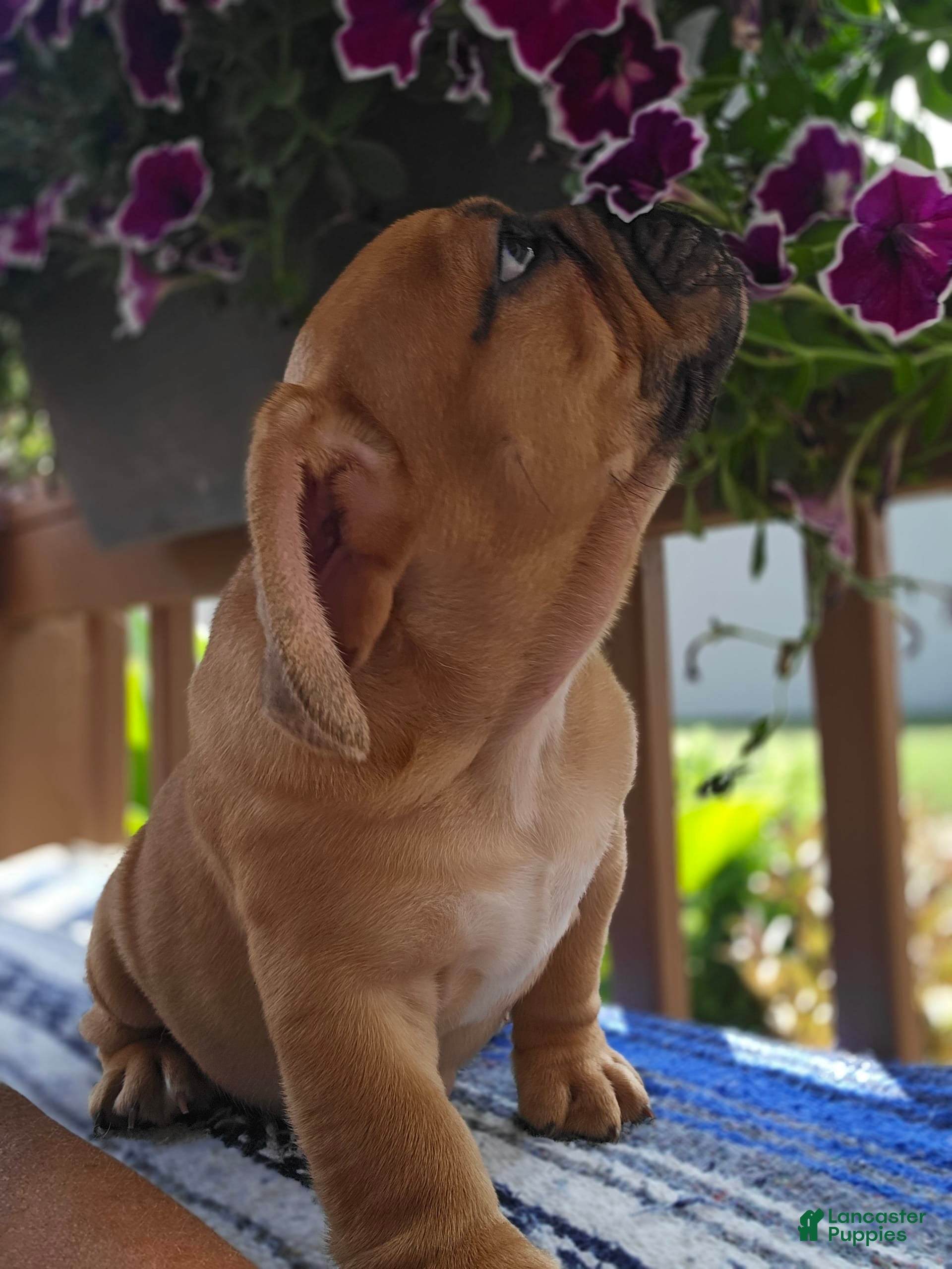 English Bulldog dogs Hunter - Ad 2