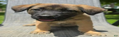 Mixed Breed Puppy 7
