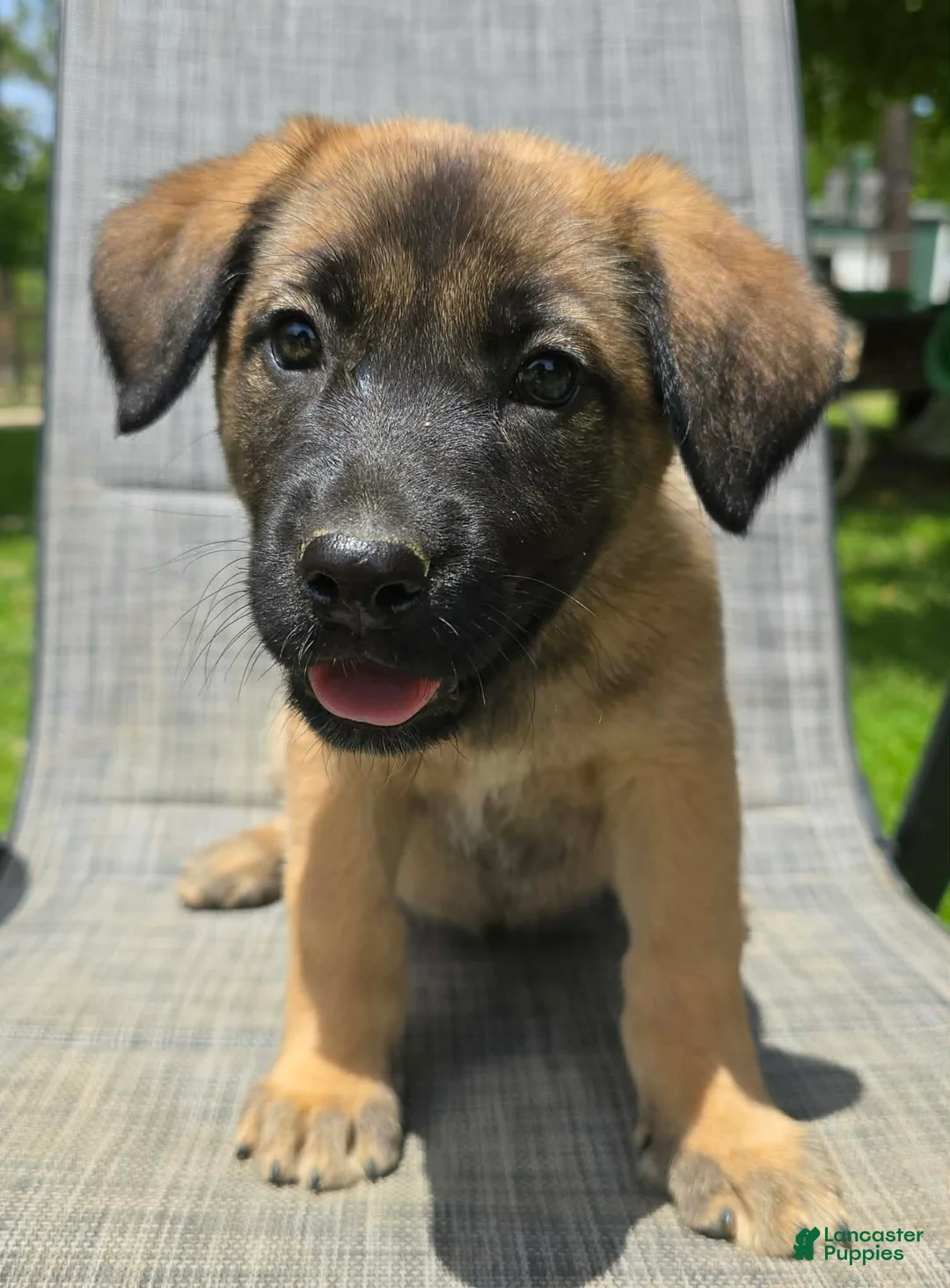 Mixed Breed dogs for sale: Mixed Breed Puppy 7 - Ad 1