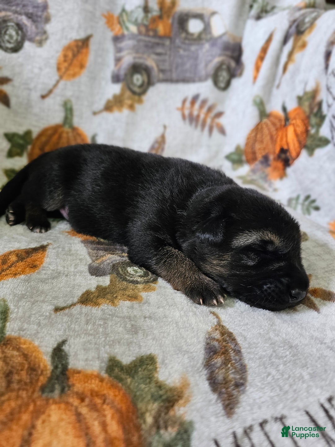 German Shepherd dogs for sale: German Shepherd Puppy 1 - Ad 3