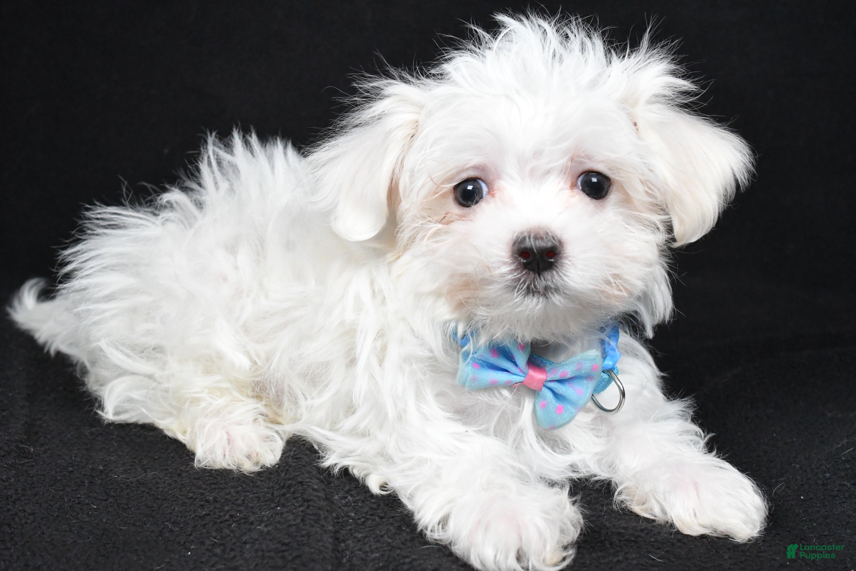 Maltese dogs Lyndon - Ad 1