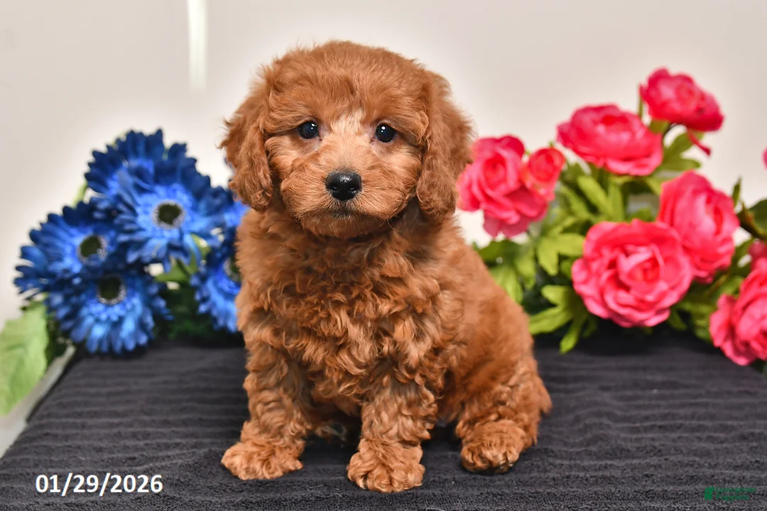 Miniature Poodle dogs for sale: Heather - Ad 4