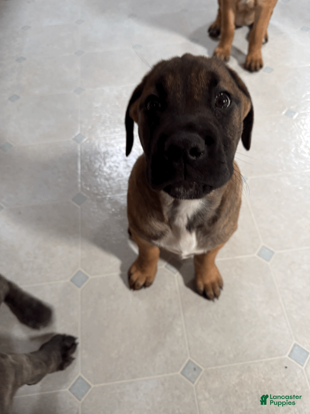 Cane Corso dogs for sale: Latte - cream girl - Ad 3
