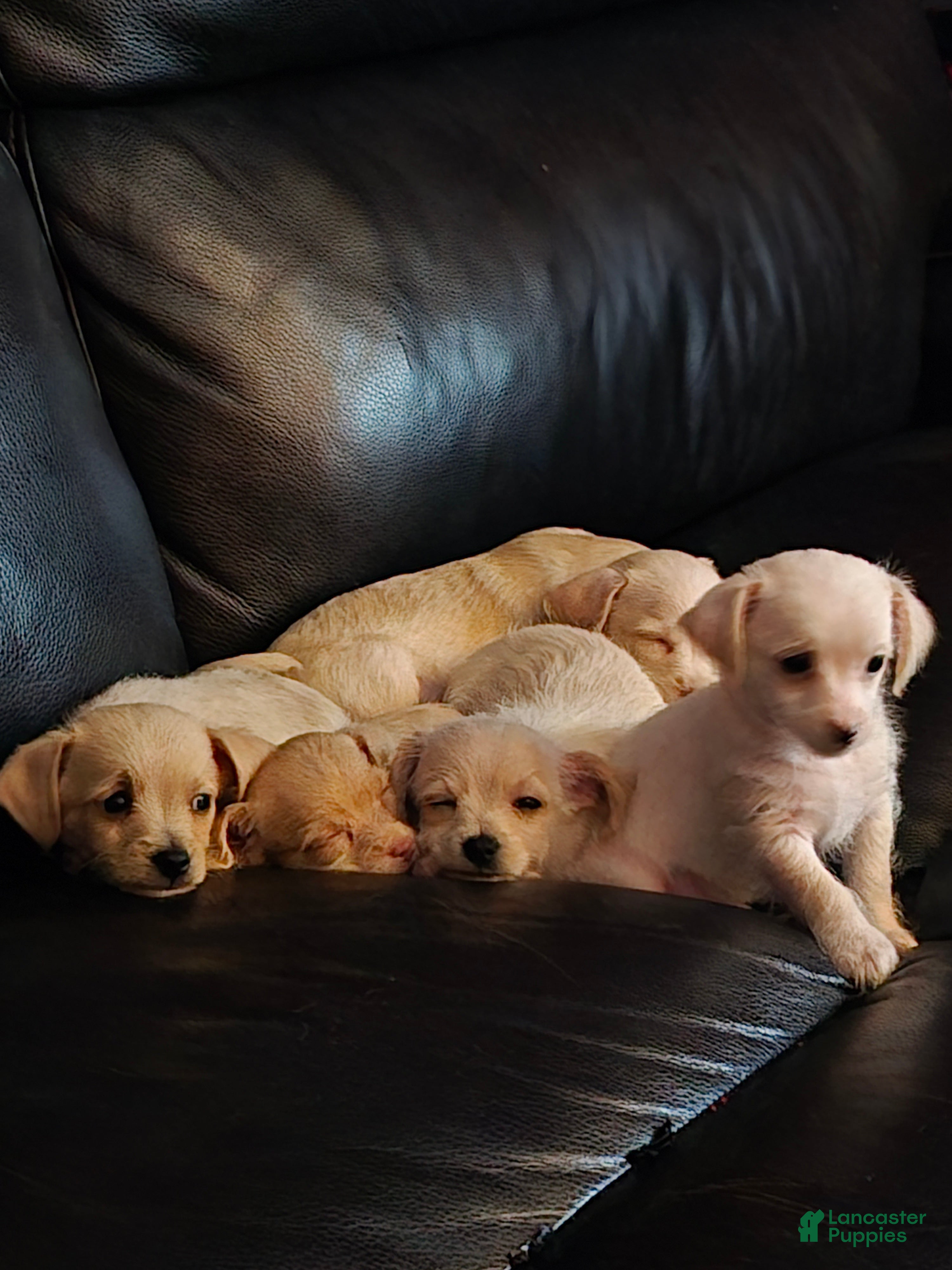 Chipoo dogs Chipoo Puppy 2 - Ad 1