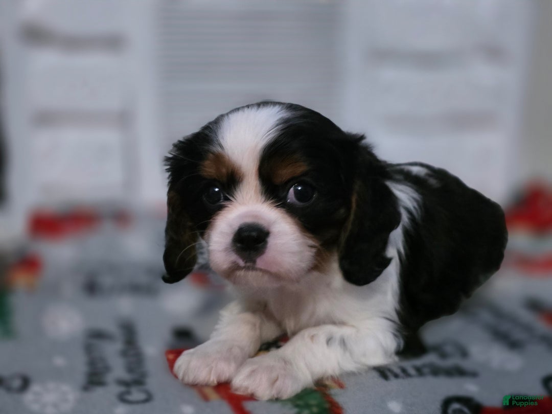 Cavalier King Charles Spaniel dogs for sale: Cavalier King Charles Spaniel Puppy 1 - Ad 3
