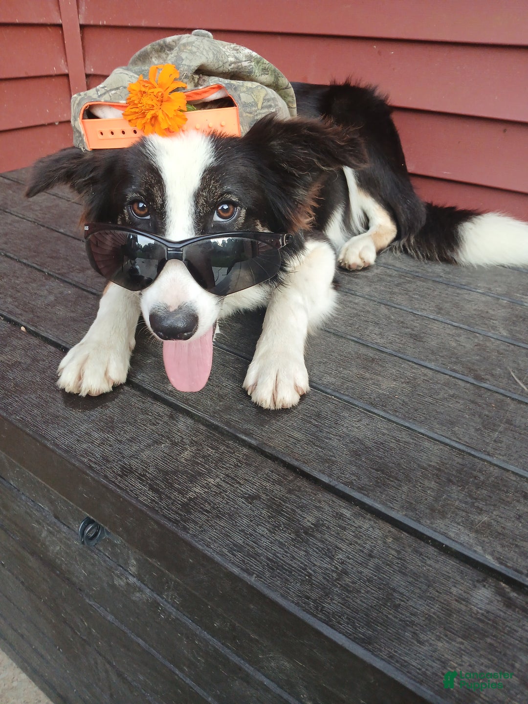 Gallery Image {{count}}