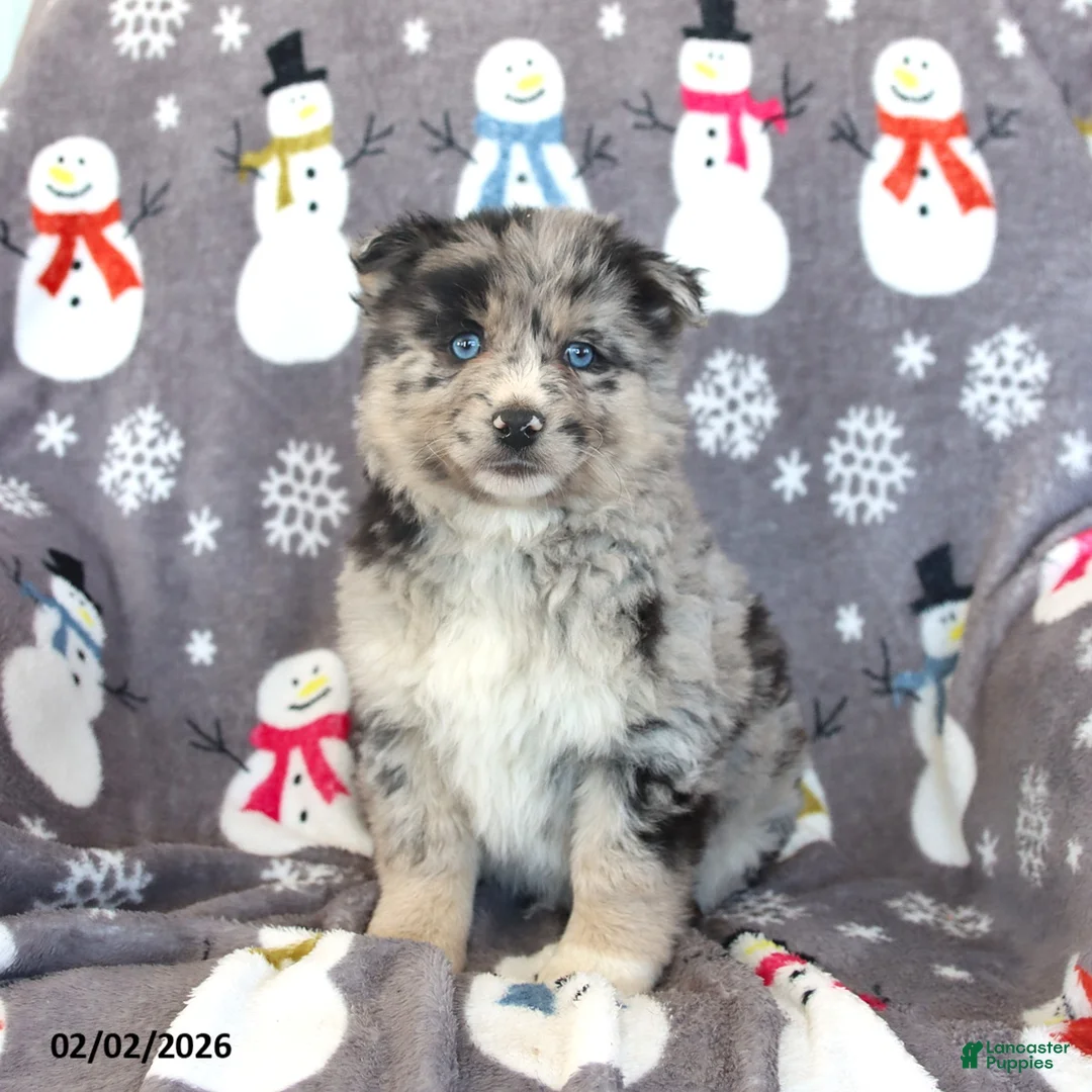 Pomsky dogs for sale: Baxter - Ad 3