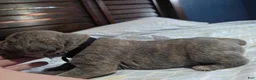 Cane Corso dogs for sale: Bo - Ad 4