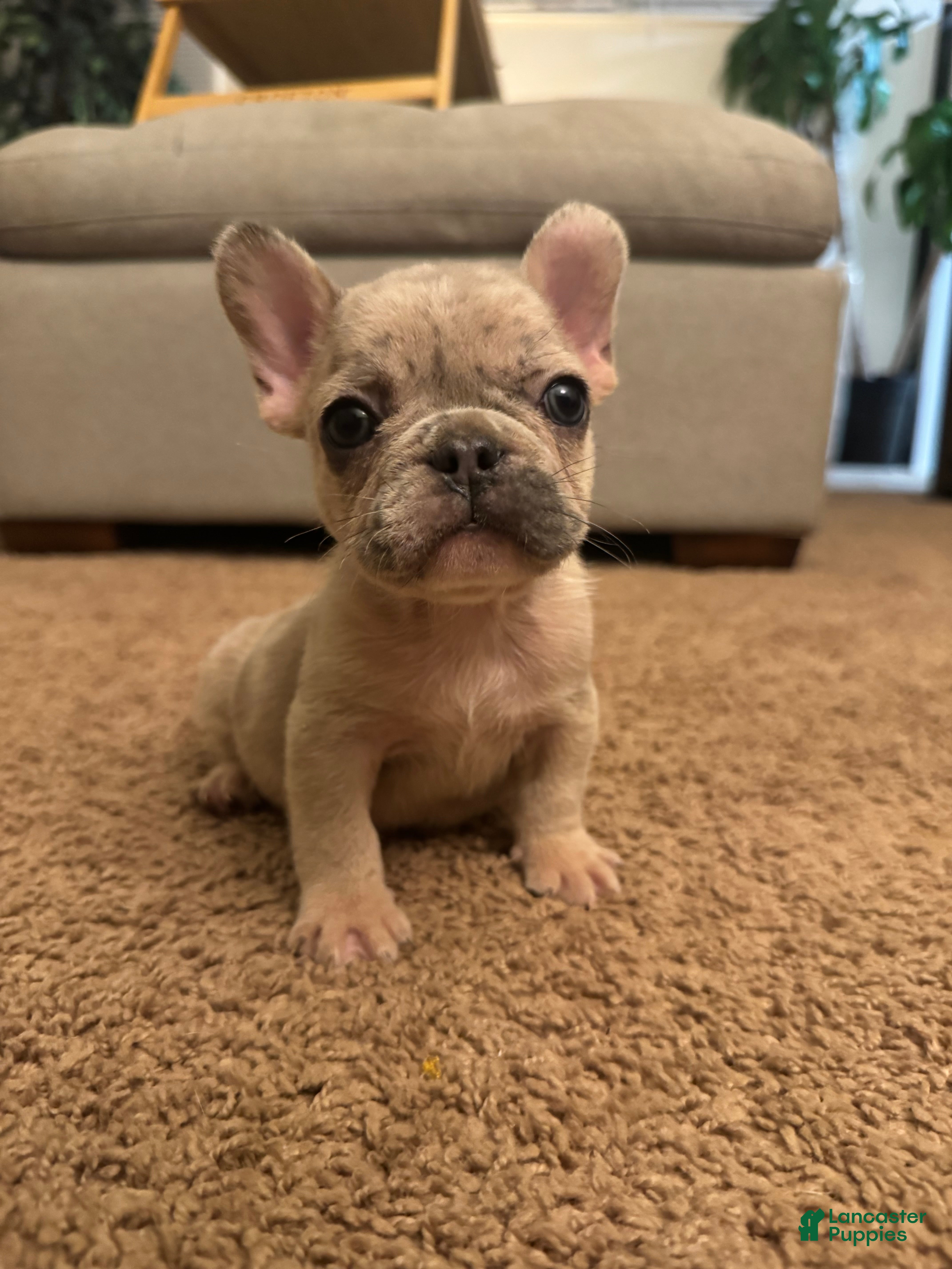 French Bulldog dogs French Bulldog Puppy 2 - Ad 6