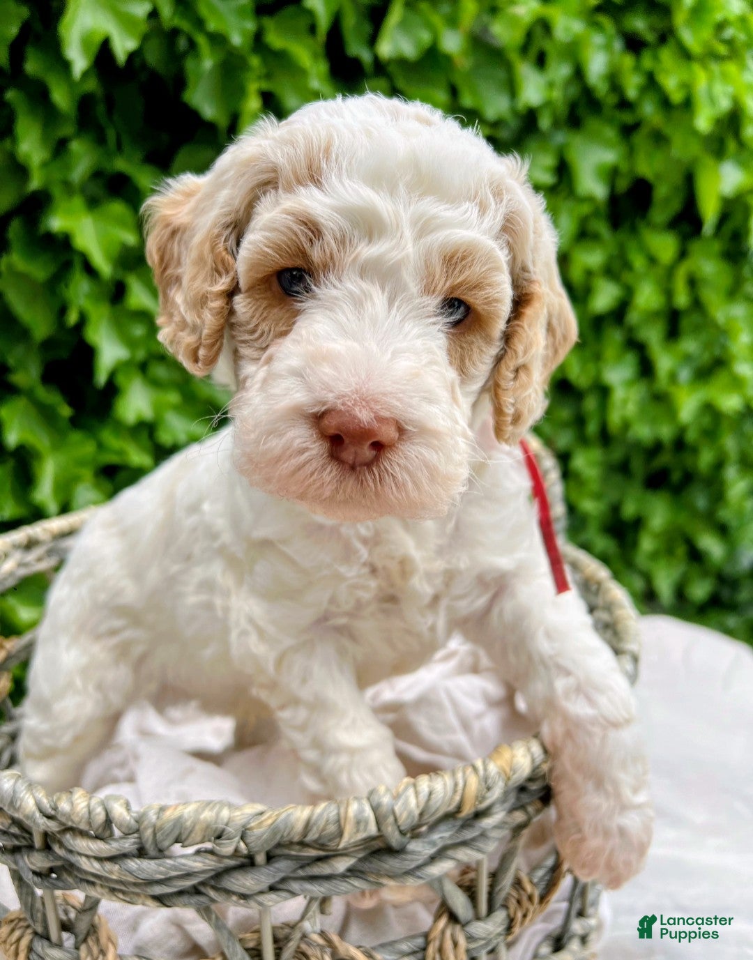Australian Labradoodle dogs Australian Labradoodle Puppy 1 - Ad 1