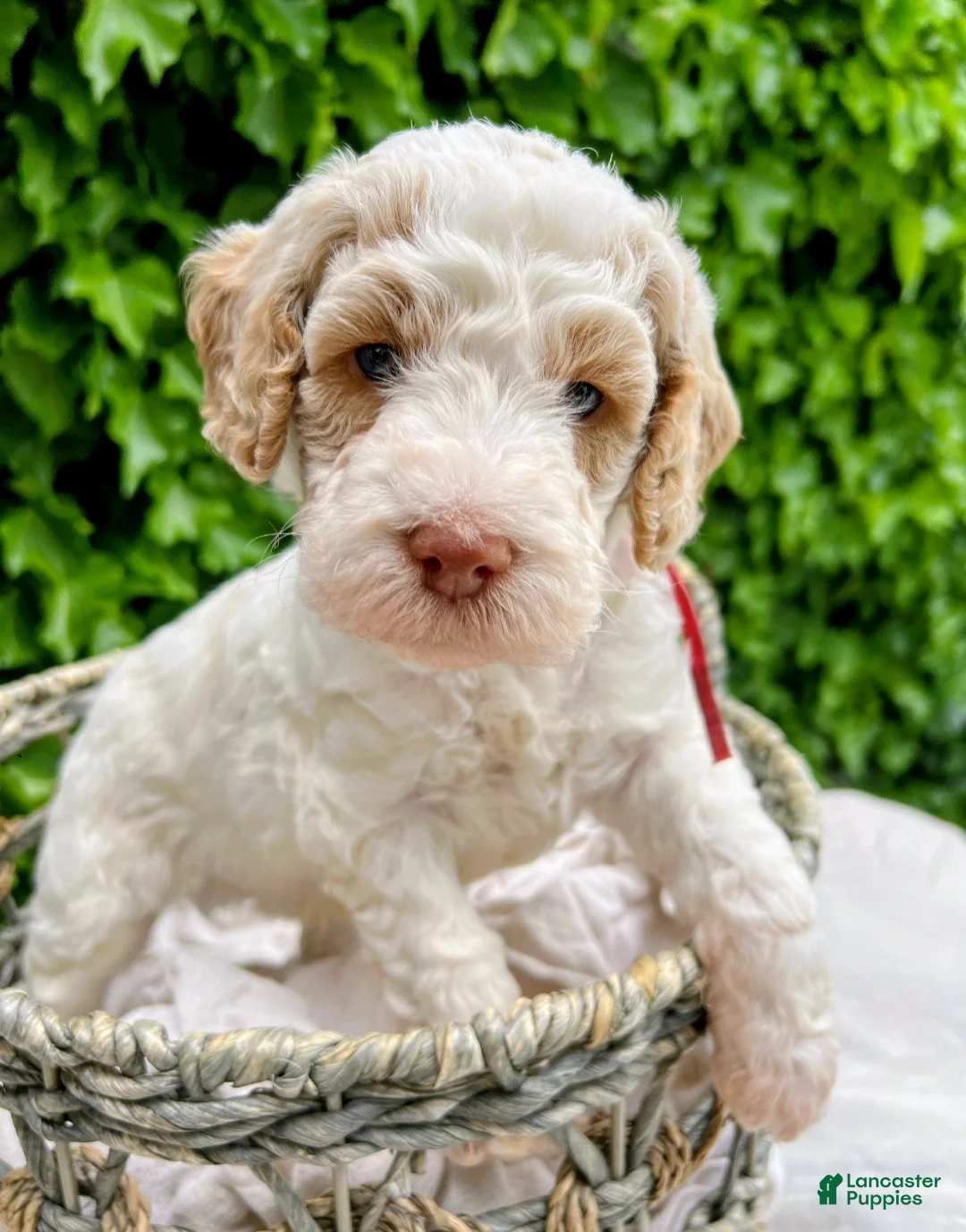 Australian Labradoodle dogs for sale: Australian Labradoodle Puppy 1 - Ad 1
