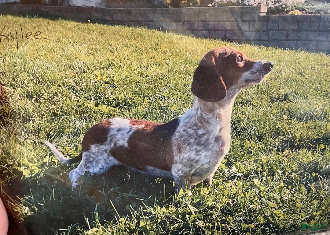 Miniature Dachshund dogs for sale: Kim - Ad 9