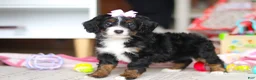 Mini Bernedoodle dogs for sale: Everest - Ad 4