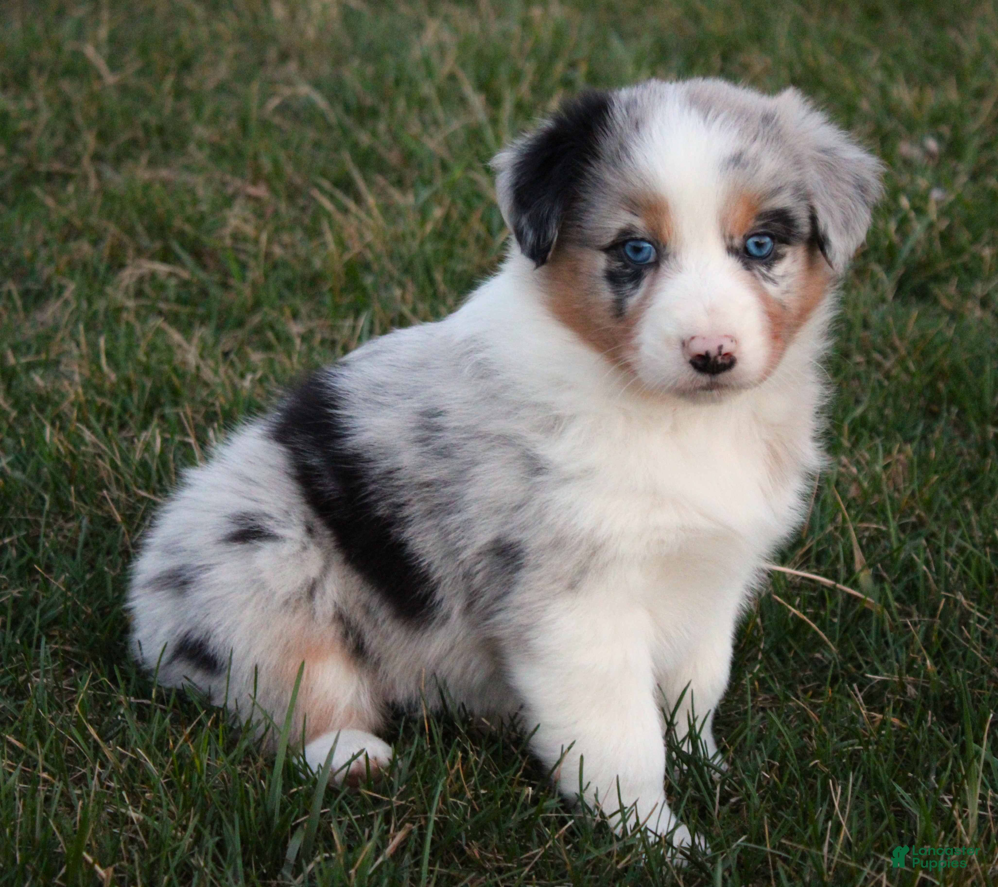 Australian Shepherd dogs Story - Ad 2