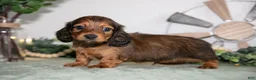 Miniature Dachshund dogs for sale: Howie - Ad 1