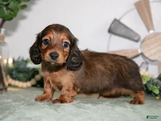 Miniature Dachshund dogs for sale: Howie - Ad 3