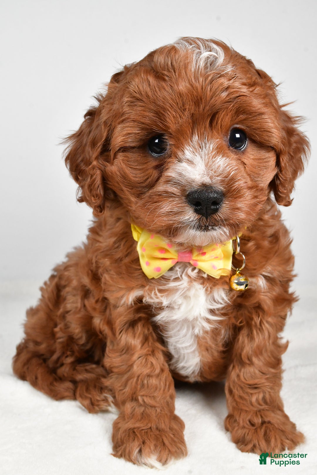 Cavapoo dogs for sale: Joey - Ad 3