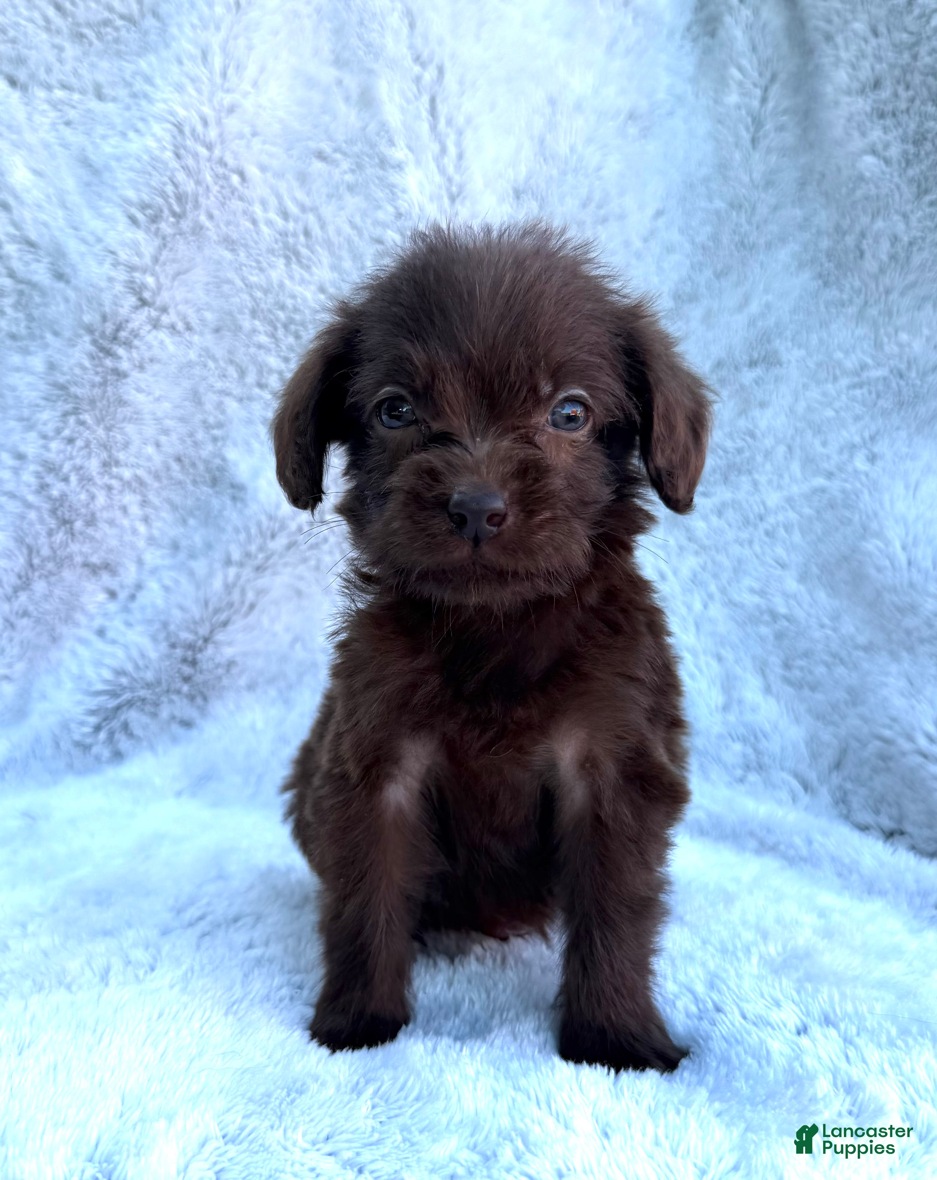 Labradoodle dogs Rambo - Ad 1