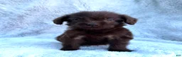 Labradoodle dogs for sale: Rambo - Ad 1