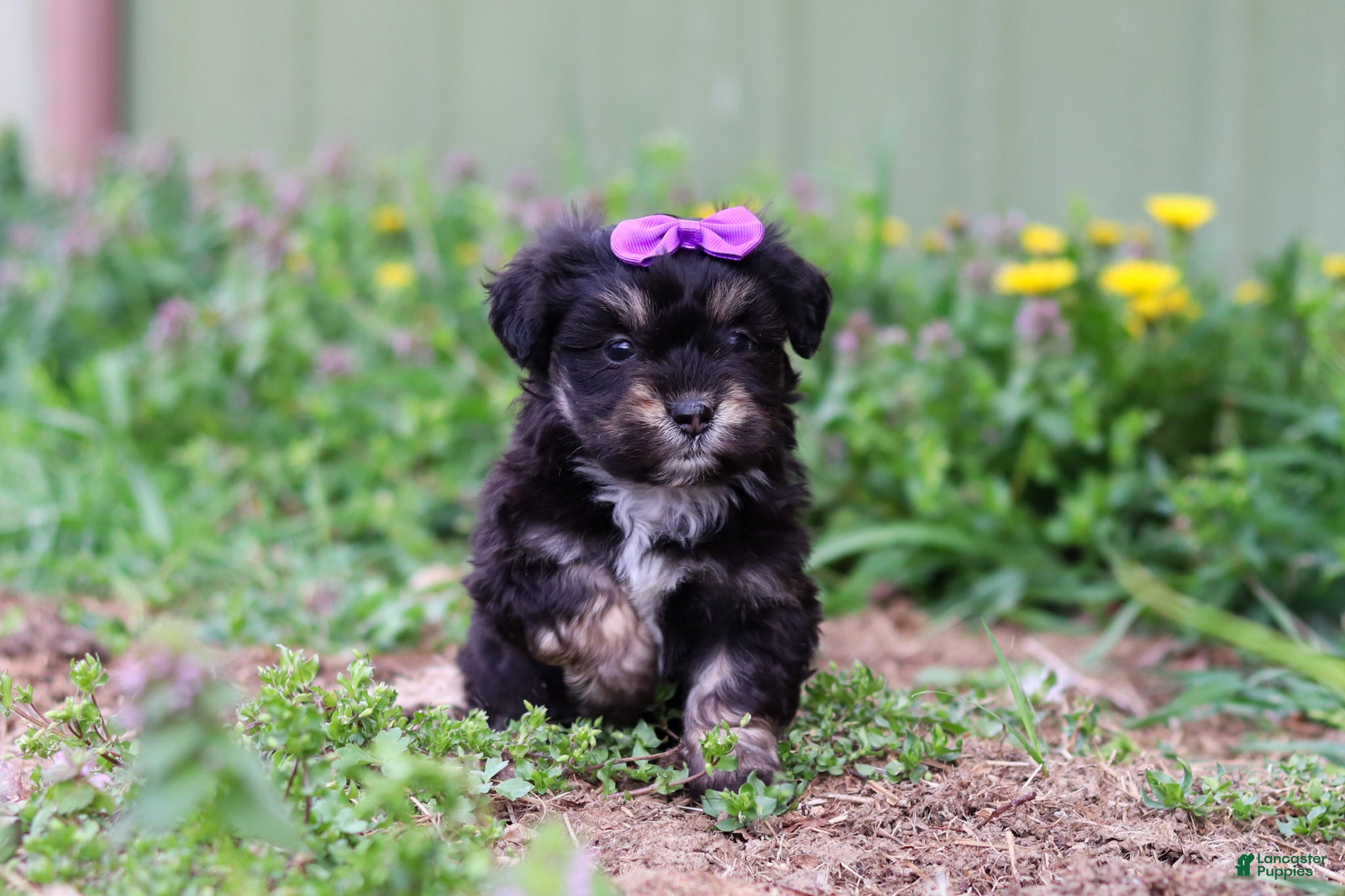 Mini Aussiedoodle dogs Hazel - Ad 1