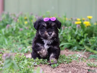 Mini Aussiedoodle dogs for sale: Hazel - Ad 1