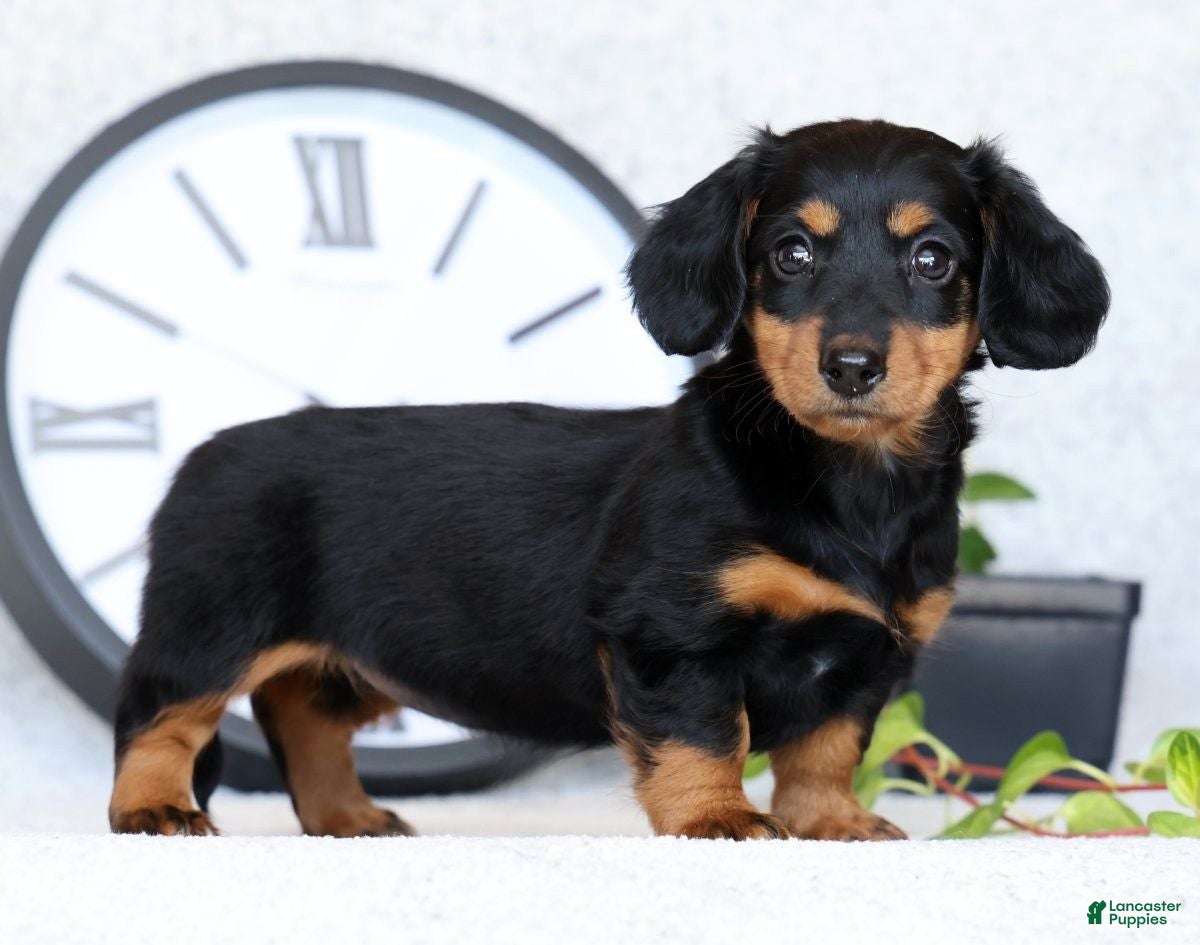 Miniature Dachshund dogs Willow - Ad 2