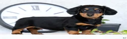 Miniature Dachshund dogs for sale: Willow - Ad 2